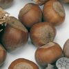 Variedad de avellana a raíz desnuda