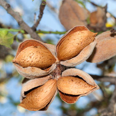 Almendro