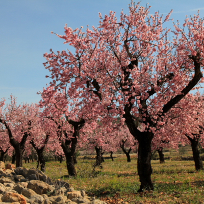 Campos de almendro