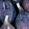 Variedad de higos a raíz desnuda