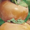 Variedad de Kaki a raíz desnuda