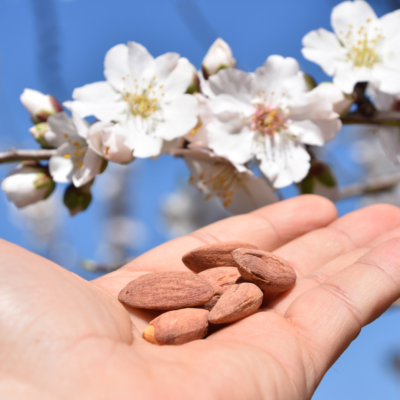 Variedad de almendro