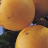 Variedad de níspero a raíz desnuda