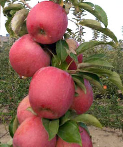 Manzana