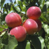 Variedad de albaricoque Proseplan