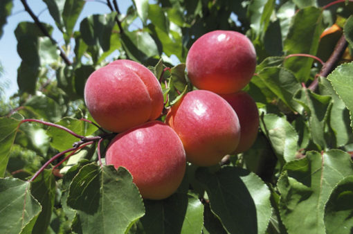 Variedad de albaricoque Proseplan