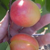 Variedad de albaricoque Proseplan