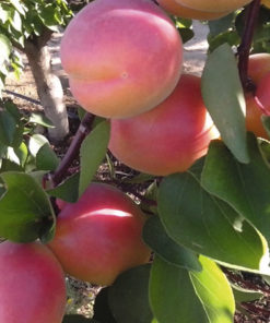 Variedad de albaricoque protegida por Porseplan