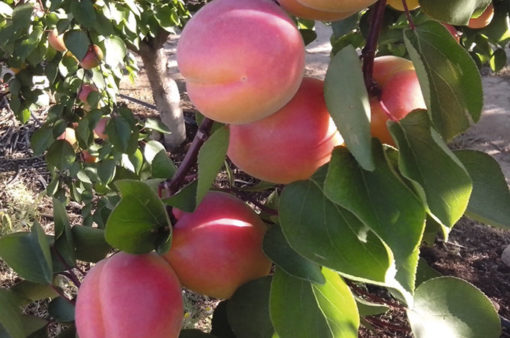 Variedad de albaricoque protegida por Porseplan