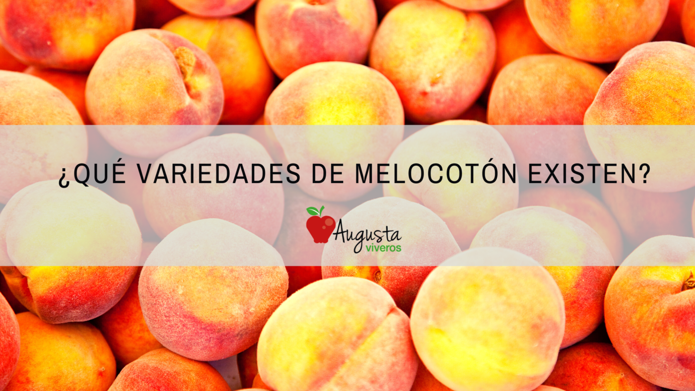 Variedades de melocotón