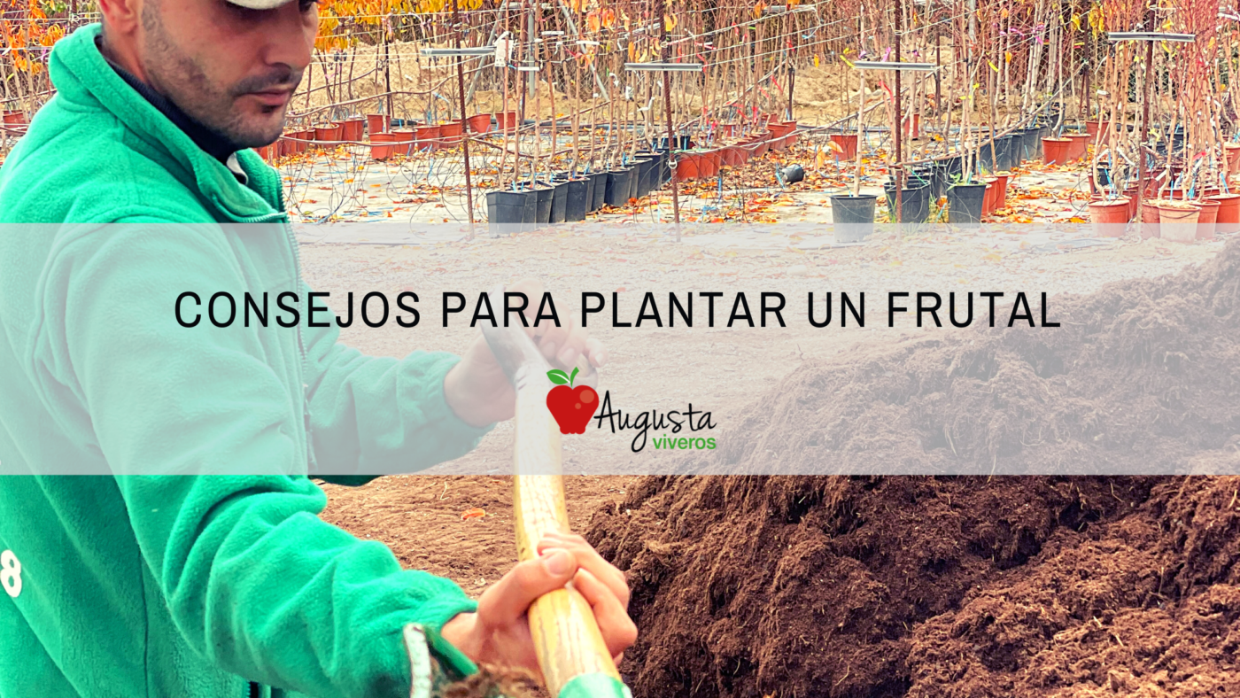 Consejos para plantar un frutal en bolsa o maceta