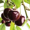 Variedad de Cereza Early Bigi a raíz desnuda