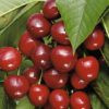 Variedad de cereza Canada Giant a raíz desnuda
