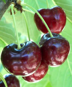 Variedad de cereza a raíz desnuda de Augusta Viveros