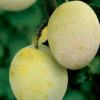 Variedad de ciruela a raíz desnuda