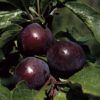 Variedad de ciruelo black diamond a raíz desnuda