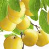 Variedad de ciruelo a raíz desnuda