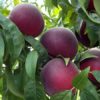 Variedad de melocotón a raíz desnuda exclusivo de Proseplan