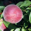 Variedad de melocotón a raíz desnuda exclusiva de Proseplan