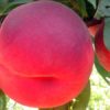 Variedad de melocotón a raíz desnuda de Proseplan