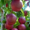 Variedad de nectarina de Proseplan