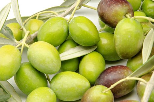 Variedad de olivo a raíz desnuda