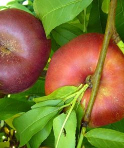 Variedad de nectarina de Proseplan a raíz desnuda