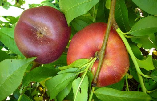 Variedad de nectarina de Proseplan a raíz desnuda