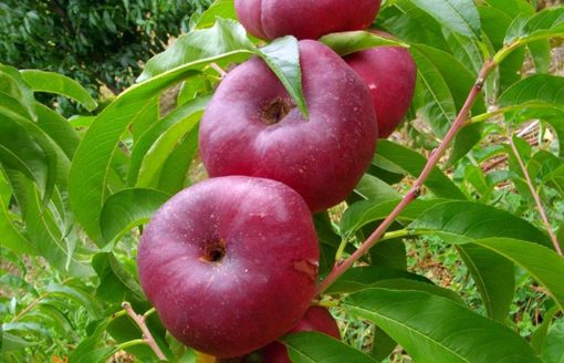 Variedad de nectarina Proseplan