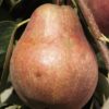 Variedad de peral red barlet a raíz desnuda