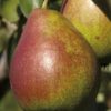 Variedad de pera decana comicio a raíz desnuda