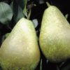 Variedad de pera general a raíz desnuda