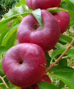 Nectarina plana