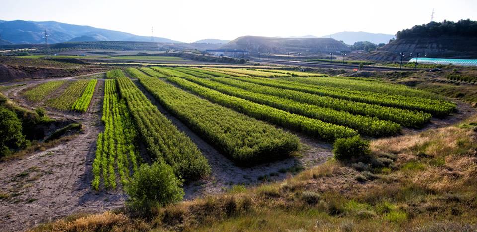 Campo de frutales de Augusta Viveros