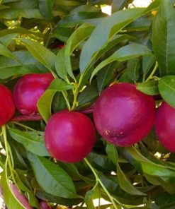 Variedad de nectarina a raíz desnuda Proseplan