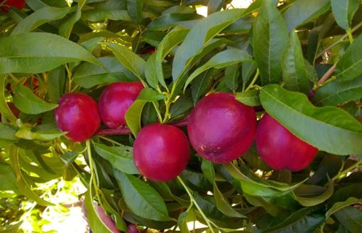 Variedad de nectarina a raíz desnuda Proseplan