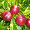 Variedad de nectarina protegida de Proseplan