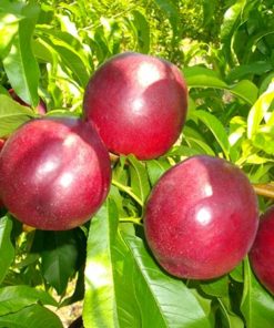 Variedad de nectarina protegida de Proseplan