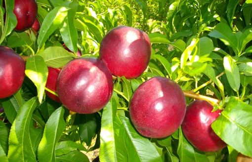 Variedad de nectarina protegida de Proseplan