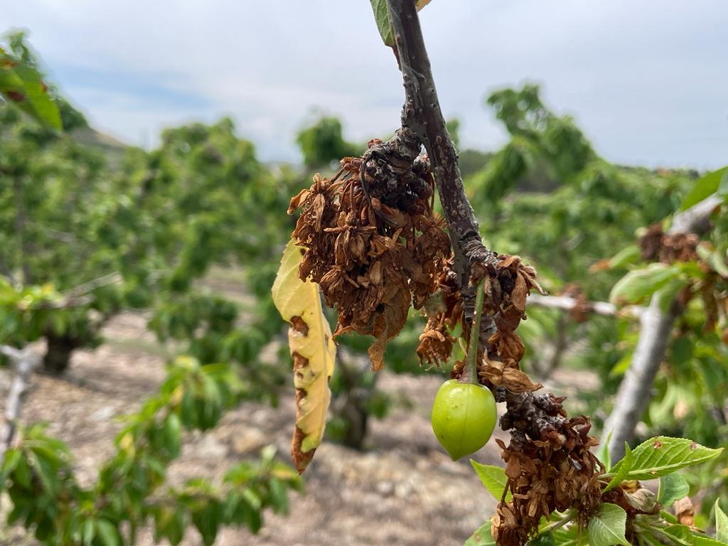 La monilia es una enfermedad que se produce en árboles frutales como