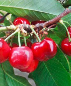 Variedad de cereza a raíz desnuda de Augusta Viveros