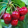 Variedad de cereza lapins a raíz desnuda