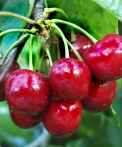 Variedad de cereza lapins a raíz desnuda