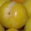 Variedad de ciruelo golden japan a raíz desnuda