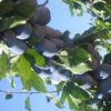 Variedad de ciruelo stanley a raíz desnuda