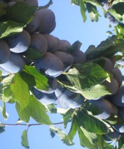 Variedad de ciruelo stanley a raíz desnuda