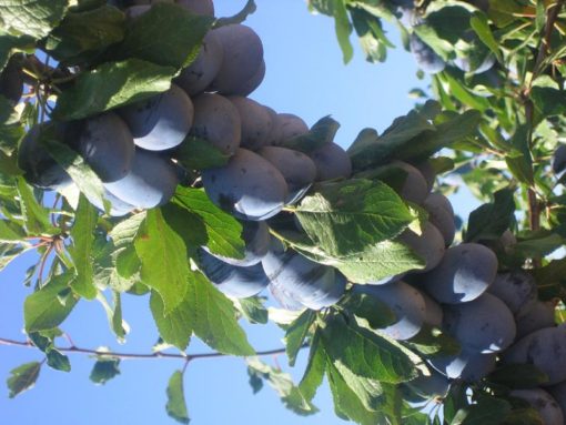 Variedad de ciruelo stanley a raíz desnuda