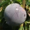 Variedad de ciruelo Blackamber a raíz desnuda