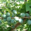 Variedad de ciruelo Claudia a raíz desnuda