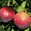 Variedad de ciruelo Fortune a raíz desnuda